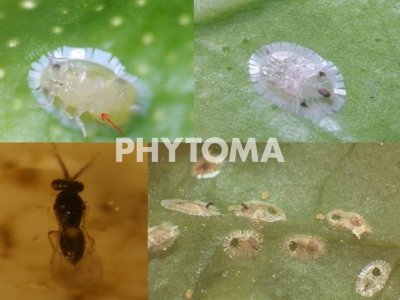 Ceratitis capitata